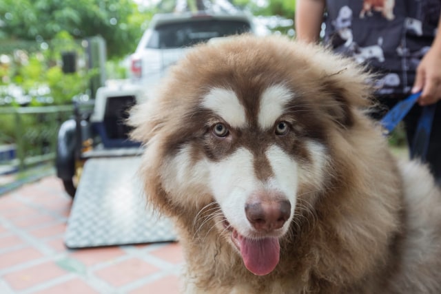 Ilustrasi anjing Malamut Alaska (Foto: Shutterstock)
