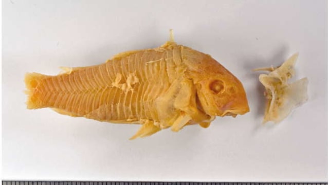 Lele perunggu berukuran 5 centimeter, tanpa buntut. (Foto: Benoist et al.)