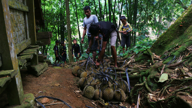 Pedagang mengikat duren usai dipetik di kampung Gajeboh, Baduy. (Foto: Aditia Noviansyah/kumparan)
