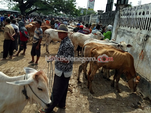 Sapi Idx Harga Sapi Lokal Menurun, Masyarakat Lebih Tertarik Jenis Luar ...