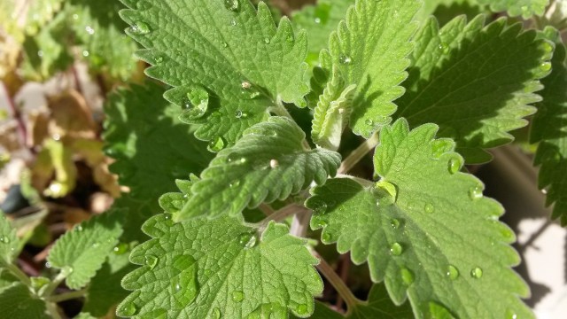 Catnip atau Nepeta cataria. (Foto: rebeck96 via pixabay)