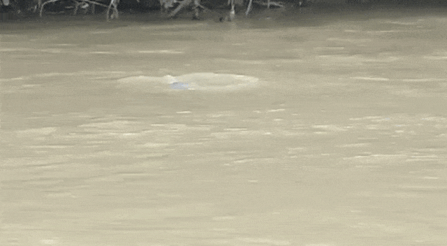 lumba-lumba di Sungai Kualuh. (Foto: Dok. Istimewa)