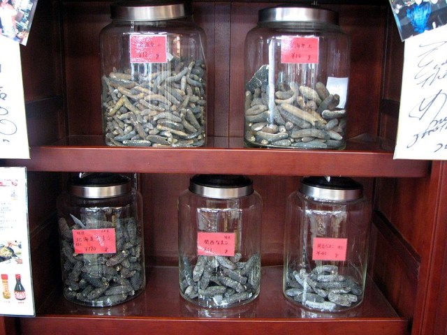 Teripang (Foto: dok.commons.wikimedia.org)