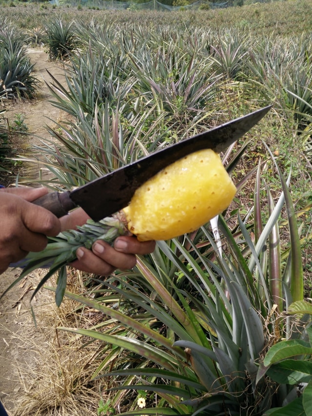Nanas (Foto: Josua Simanjuntak)
