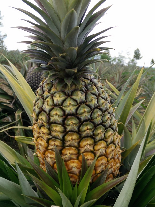 Nanas (Foto: Josua SImanjuntak)