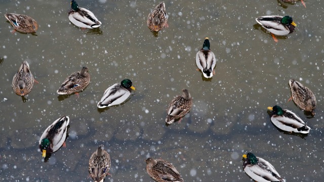 Bebek berenang di kolam yang mulai tertutup salju di Moskow, Rusia. (Foto: REUTERS/Maxim Shemetov)