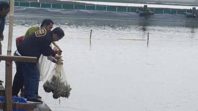 Presiden Jokowi (kiri) panen udang di tambak rakyat di kawasan Muara Gembong, Bekasi, Jawa Barat. (Foto: Yudhistira Amran Saleh/kumparan)
