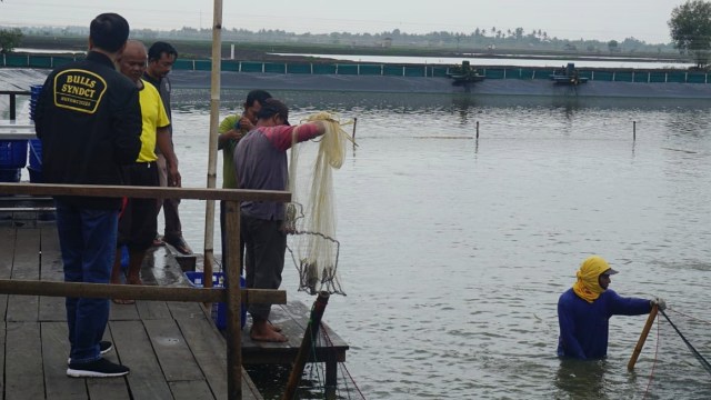 Presiden Joko Widodo (kiri) panen udang di tambak rakyat di kawasan Muara Gembong, Bekasi, Jawa Barat. (Foto: Yudhistira Amran Saleh/kumparan)