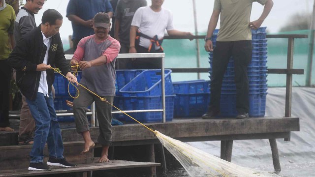 Presiden Joko Widodo (kiri) memanen udang di Muara Gembong, Bekasi, Jawa Barat, Rabu (30/1/2019).  (Foto: ANTARA FOTO/Akbar Nugroho Gumay/ama.)