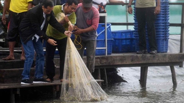 Presiden Joko Widodo (kiri) memanen udang di Muara Gembong, Bekasi, Jawa Barat, Rabu (30/1/2019).  (Foto: ANTARA FOTO/Akbar Nugroho Gumay/ama.)