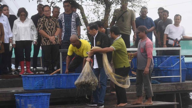 Presiden Joko Widodo (tengah) memanen udang di Muara Gembong, Bekasi, Jawa Barat, Rabu (30/1/2019).  (Foto: ANTARA FOTO/Akbar Nugroho Gumay/ama.)