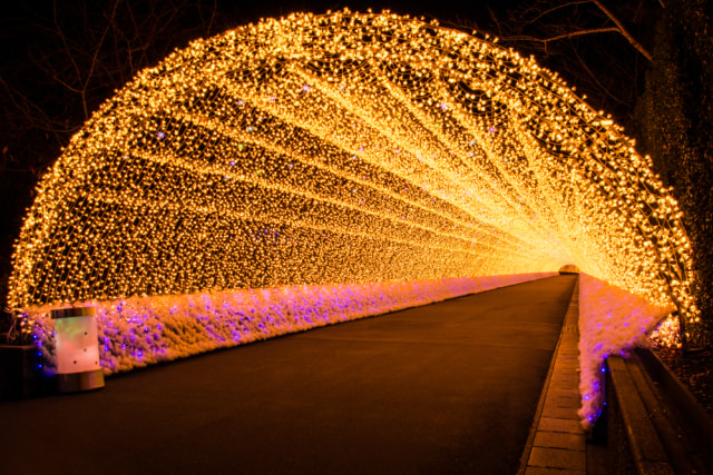Terowongan di Nabana no Sato yang juga disebut "Terowongan Cahaya". (Foto: Shutter Stock)