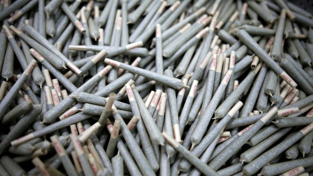 Ganja medis yang diolah menjadi rokok di Pharmocann, salah satu perusahaan ganja medis Israel. Foto: REUTERS / Amir Cohen