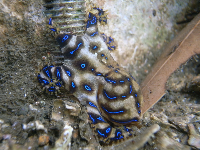 Ilustrasi gurita cincin biru (Hapalochlaena maculosa). (Foto: Sylke Rohrlach via Wikimedia Commons (CC BY-SA 2.0))