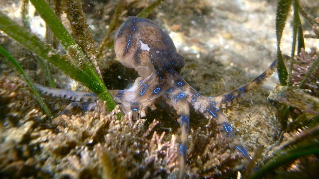 Ilustrasi gurita cincin biru (Hapalochlaena maculosa). (Foto: Sylke Rohrlach via Wikimedia Commons (CC BY-SA 3.0))