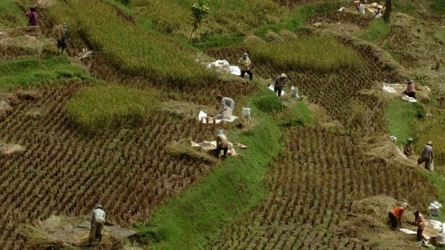 Sejumlah warga memanen padi di Kampung Naga, Kabupetan Tasikmalaya, Jawa Barat. (Foto: ANTARA FOTO/Adeng Bustomi)