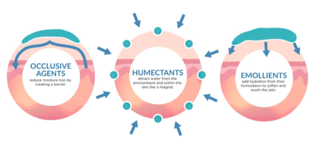 Gambar fungsi pelembab pada kulit.(foto: materi dr.Srie Priantini)       