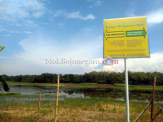 Bengawan Mati di Bojonegoro, Begini Sejarahnya...