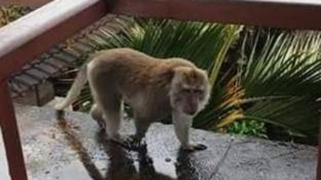 Habitat Rusak, Kera di Teras Ayung Masuk ke Rumah Penduduk 