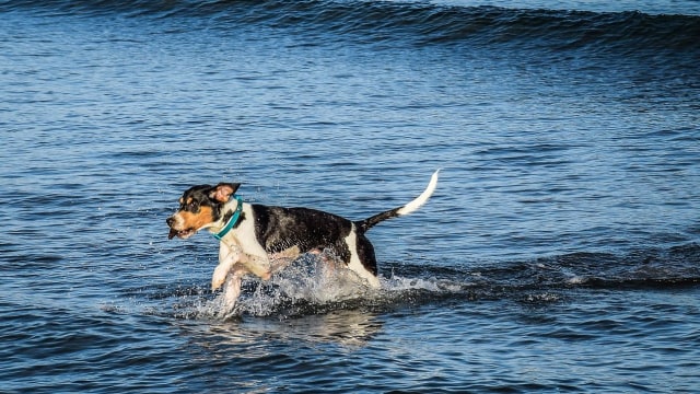 Beberapa anjing ternyata mampu melakukan aksi heroik layaknya manusia (Foto Ilustrasi: Pixabay)
