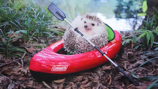 Azuki si landak asal Jepang yang suka traveling Foto: Instagram/hedgehog_azuki