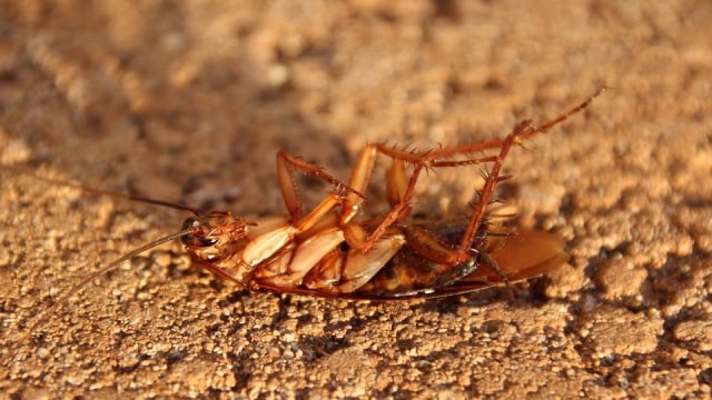 Ilustrasi kebun binatang di Texas yang sambut hari valentine dengan kecoa. (Foto: Pixabay)