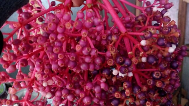 Buah parijoto yang dipercaya dapat atasi masalah istri yang sulit hamil (Foto: Instagram/@parijotokudus_promilbumil)