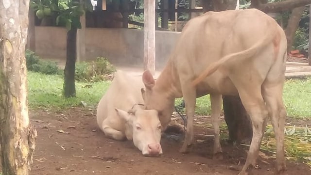 Lembu Putih di Taro Gianyar, Kotoran dan Urinenya Dipercaya Jadi Obat 