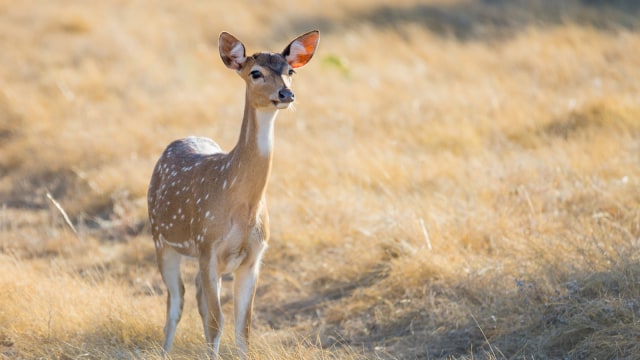 Ilustrasi Rusa. Foto: Shutter Stock