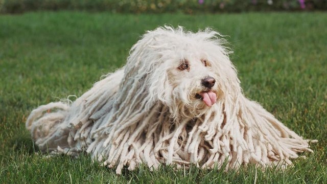 Beast, anjing peliharaan Mark Zuckerberg. Foto: Mark Zuckerberg/Instagram