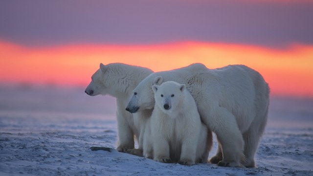 Ilustrasi Beruang Kutub. Foto: Shuter Stock