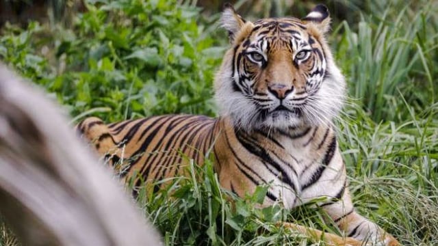Melati, harimau sumatera yang mati di Kebun Binatang London Foto: ZSL London Zoo