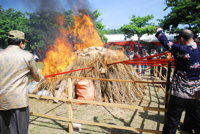 Ilustrasi pemusnahan batang ganja di Mapolda Aceh, Kamis (24/8/2017). Foto: Adi Warsidi   