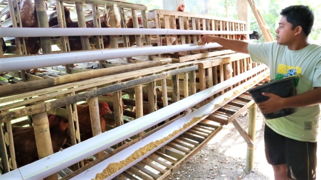 Peternak memberi pakan ke ayam petelur peliharaannya. Harga pakan naik akibat kenaikan jagung yang jadi bahan utama pakan ternak. Foto: kumparan