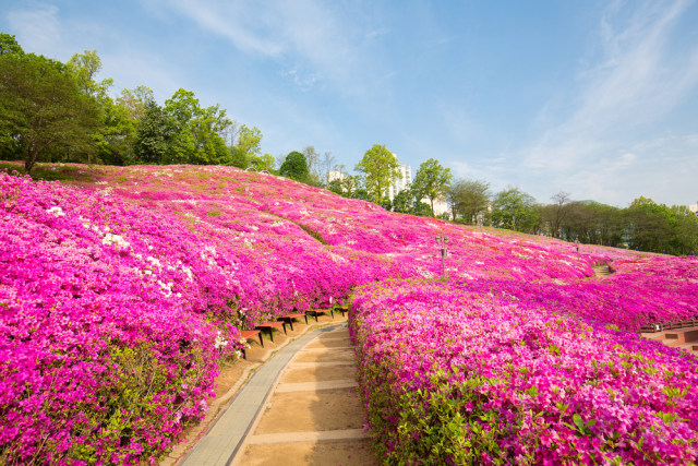 Bunga Royal Azalea di Gunpo (Royal Azalea) Foto: Shutterstock