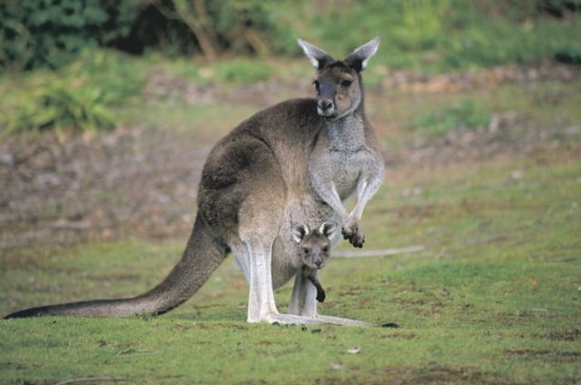 Kanguru di Donnely River. Foto: Tourism Western Australia