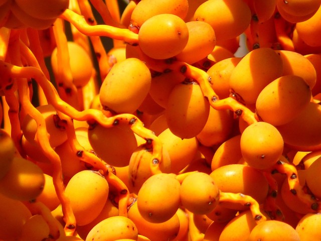 Ilustrasi kurma muda kuning Foto: dok.pixabay.com
