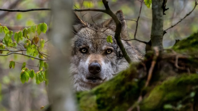 Ilustrasi serigala. Foto: Pixabay