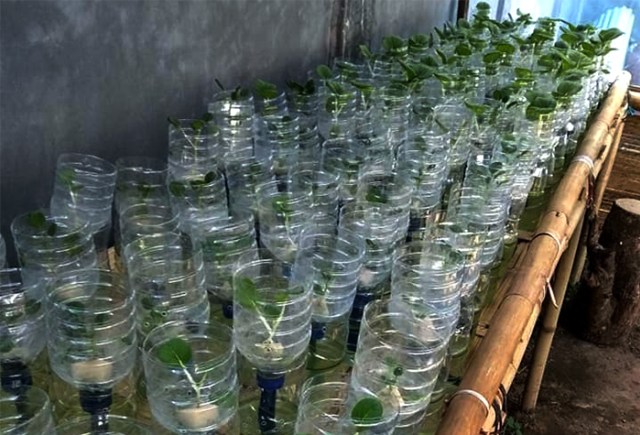 Tanaman hidroponik yang menggunakan sampah botol kemasan air mineral yang ada di Kecamatan Tikala, Kota Manado (foto: istimewa)