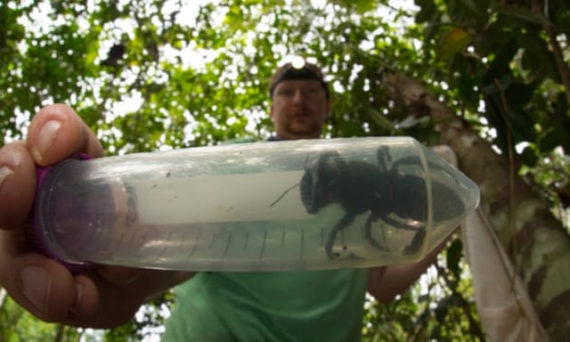 Lebah raksasa Wallace atau Megachile pluto Foto: Clay Bolt