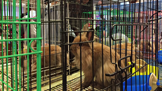 Hewan kelinci yang dibawa oleh peserta dalam acara Jakarta International Pet Show 2019 di JIEXPO Kemayoran, Jakarta. Foto: Andesta Herli Wijaya/kumparan