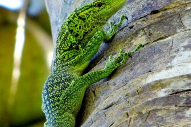 Biawak Raja Ampat,Foto:Istimewa