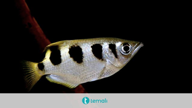 Manusia dan Ikan Memproses Isyarat Visual dengan Sama