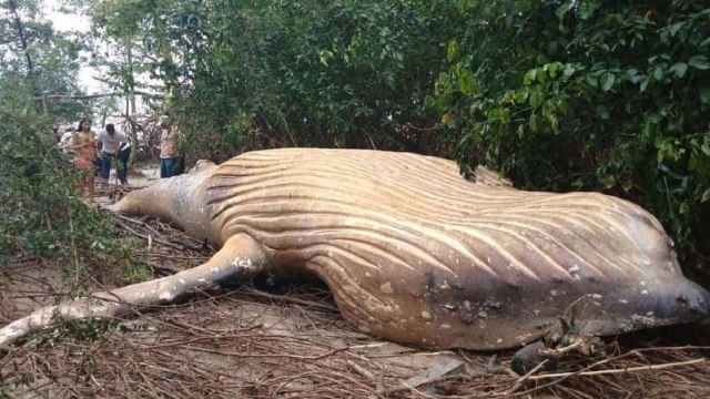 Seekor Paus Bungkuk Terdampar di Tengah Hutan Amazon, Kok Bisa? Foto: Instagram @bicho_dagua