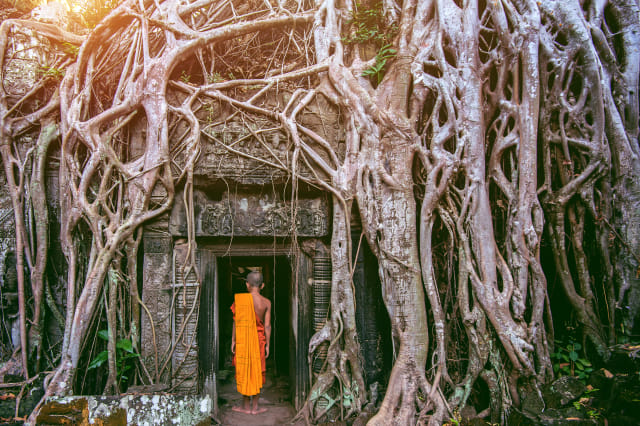 Ta Prohm, Kamboja Foto: Shutter Stock