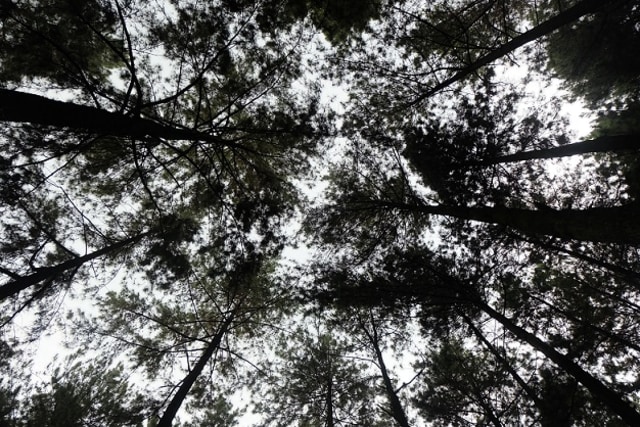 Kawasan wisata Gunung Pancar di Sentul. Foto: Eka Situmorang
