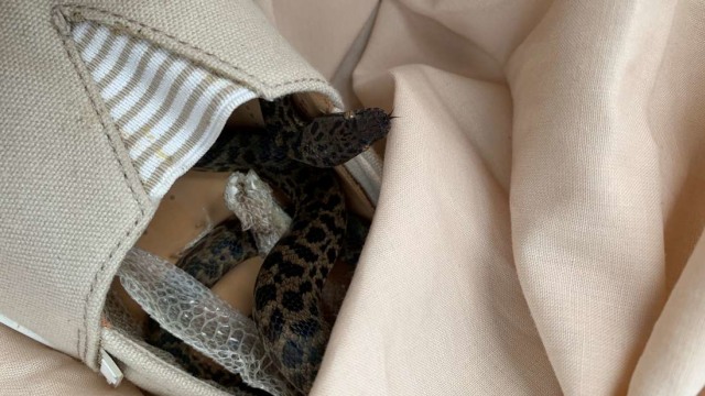 Seekor ular bersembunyi di dalam sepatu seorang nenek Foto: Scottish SPCA