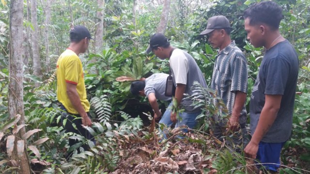 SEMAK-SEMAK tempat dua ekor anak Harimau Sumatera (Panthera tigris sumatrae) bermain-main di dalam kebun karet milik Warsan, Desa Tanag Datar, Rengat Barat, Indragiri Huku, Riau, bersama induknya. (Foto: Humas BBKSDA)