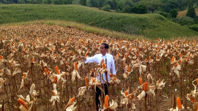 Presiden Jokowi hadir di acara panen raya jagung, Kabupaten Gorontalo Utara, Provinsi Gorontalo. Foto: Fahrian Saleh/kumparan