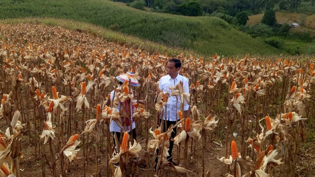 Presiden Jokowi dan Ibu Negara Iriana Jokowi hadir di acara panen raya jagung, Kabupaten Gorontalo Utara, Provinsi Gorontalo. Foto: Fahrian Saleh/kumparan
